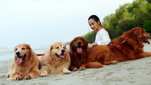 Dog04 Stock Footage 199174645