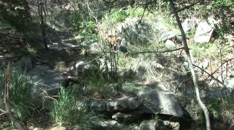 Dog1 Stock Footage 288662