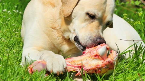 Dog1 Stock Footage 51636061