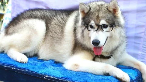 Dog1 Stock Footage 96413533