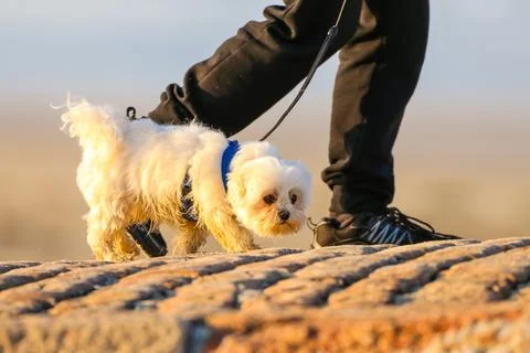 Dog1 Stock Photos