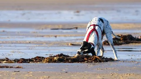 Dog10 Stock Photos