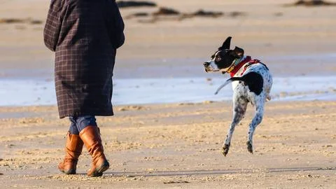 Dog12 Stock Photos
