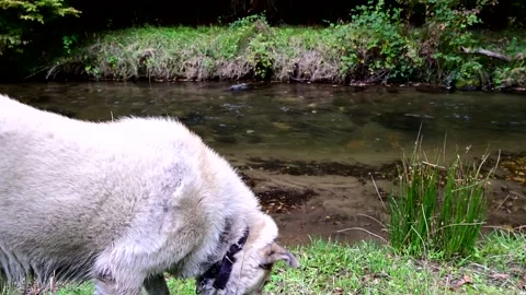 Dog2  2016 스톡 동영상 328027295