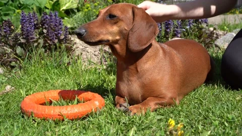 Dog2 Stock Footage 145312712