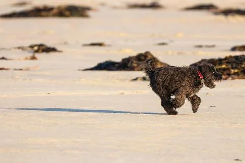 Dog28 Stock Photos