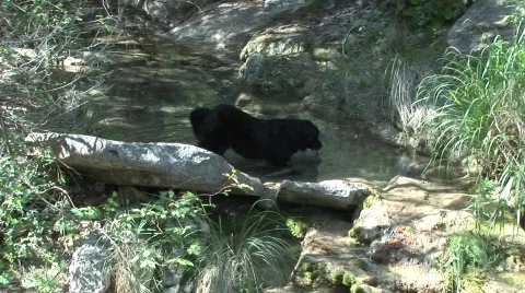 Dog2B Stock Footage 288651