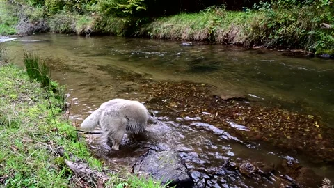 Dog3  2016 스톡 동영상 328027287