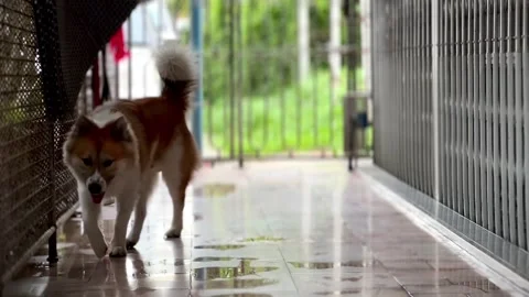 Dog3 Video stock 288823538