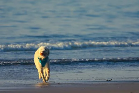 Dog37 Stock Photos