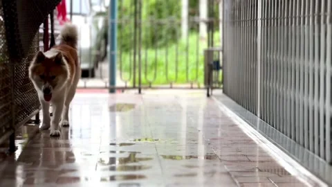 Dog4 Video stock 288823536