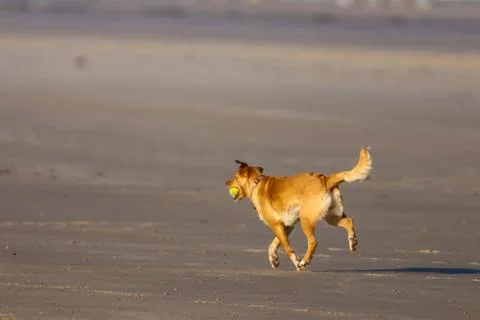 Dog45 Stock Photos