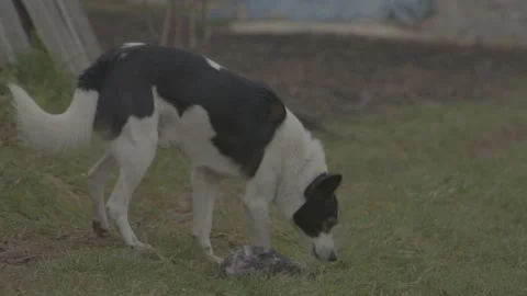 Dog5 Stock Footage 165422026