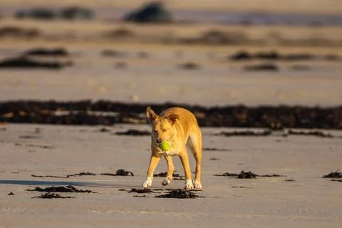 Dog50 Foto stock