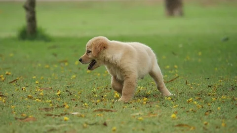 DOG56 Stock Footage 105052329