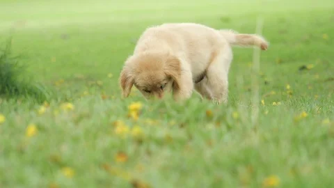 DOG59 Stock Footage 105052538