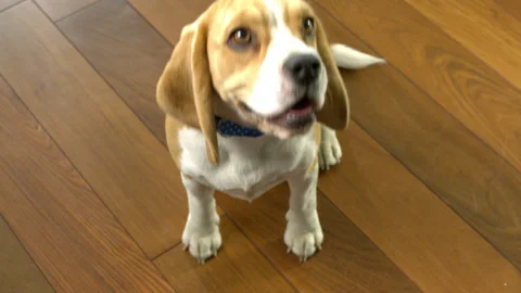 Dog6 2 Stock Footage 143134962