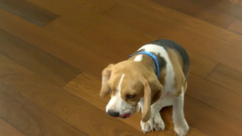 Dog7 Stock Footage 143135047