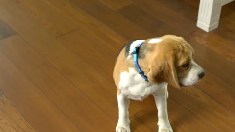 Dog8 1 Stock Footage 143135049