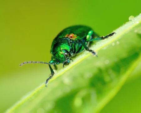 Dogbane beetle Stock Photos