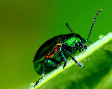 Dogbane beetle Stock Photos