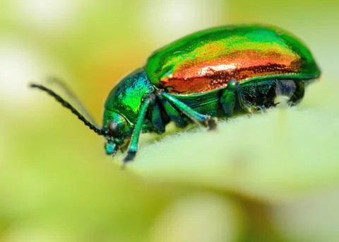 Dogbane beetle Stock Photos