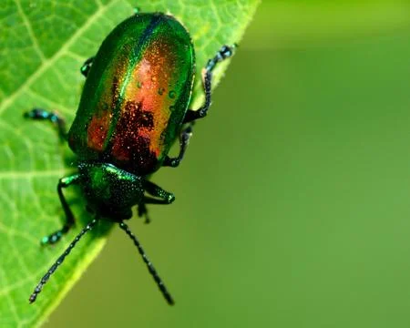 Dogbane beetle Stock Photos