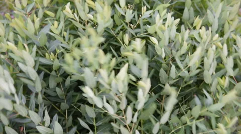Dogbane Plant in Wind Stock Footage 54055383