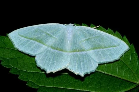 Dogbane tiger moth Stock Photos