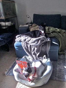 DogBedChew Stock Photos