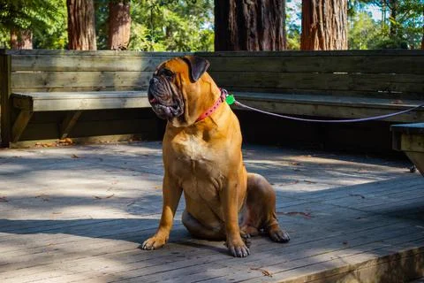 Dog,Big Dog,Big Boy Foto stock