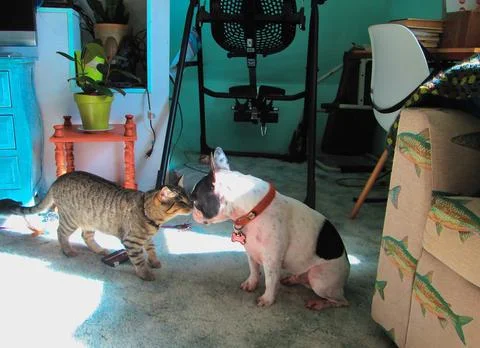 DogCatMeet Foto stock