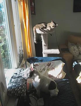 DogCatTower Stock Photos