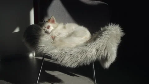 DogChair Stock Footage 297558710