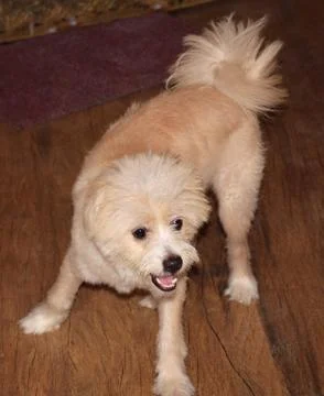 Dogcurious 스톡 사진