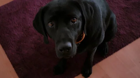 Dogface, black dog. Stock Footage 48399308