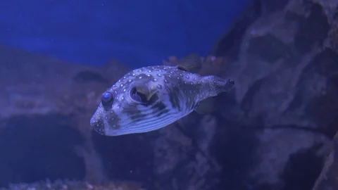 Dogface Pufferfish Stock Footage 81903250