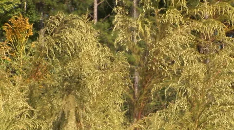 Dogfennel Sways In The Breeze Stock Footage 33604058