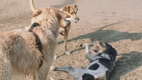 DOGFIGHT Stock Footage 75986752