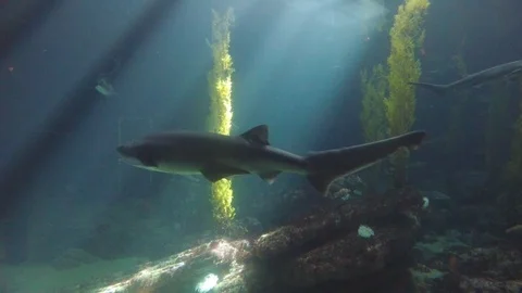 Dogfish Shark, 4K Stock Footage 88640852