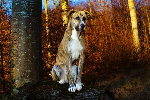 Dogge Boxer Mix in the forest whilst sunset Stock Photos