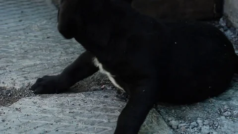 Doggie and arm Stock Footage 81443202