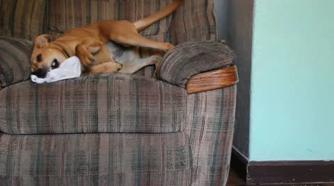 Doggie chewing 動画素材 11685941