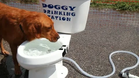 Doggie Drinking Station 動画素材 11716246
