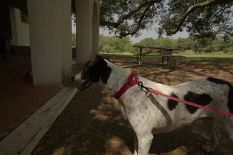 Doggie in the park Stock Footage 276767649