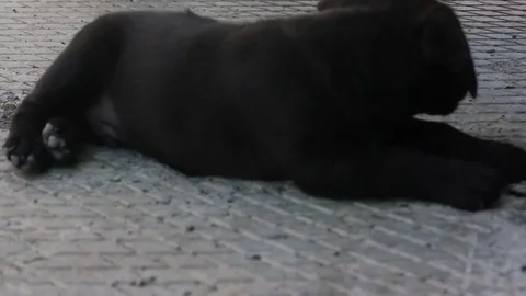 Doggie is resting 2 Stock Footage 81443229