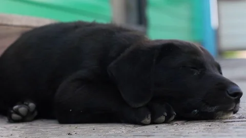 Doggie is resting Video stock 81442938