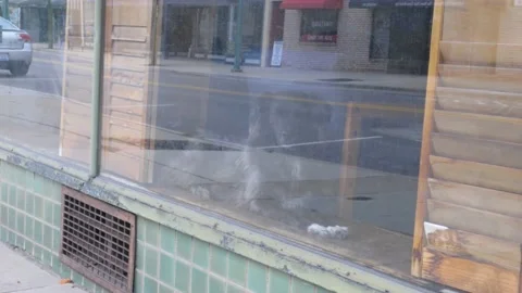 Doggie in the Storefront 4K Stock Footage 131479794
