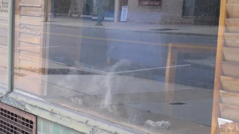 Doggie in the Window 4K 動画素材 129050688