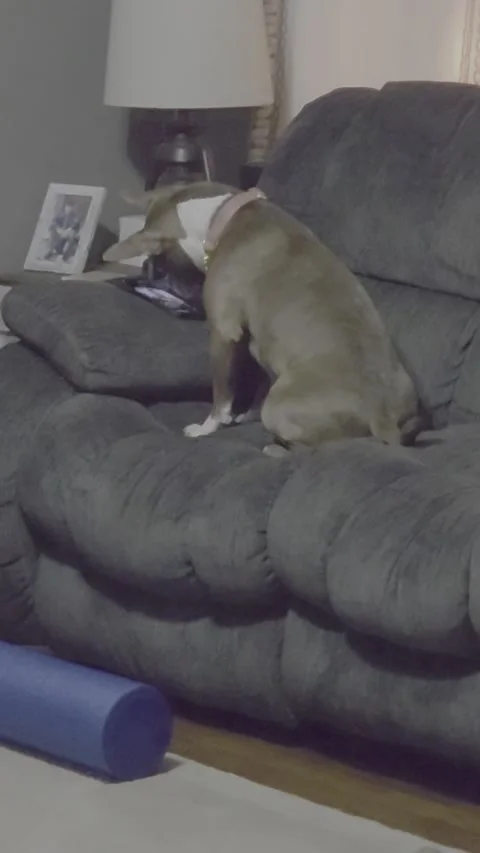 Doggo caught Doom Scrolling, United States - 22 Jun 2026 Video stock 339100727
